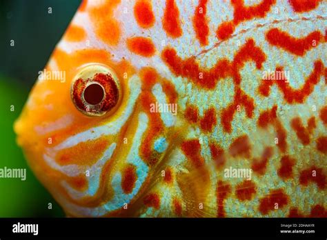 Colorful Fish From The Spieces Symphysodon Discus Closeup Stock Photo