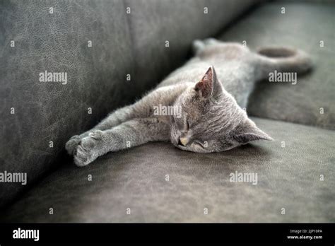 The Kitten Is Sleeping Soundly Front View Full Smiley Face Relaxed