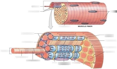 Skeletal Muscle Diagram Quizlet