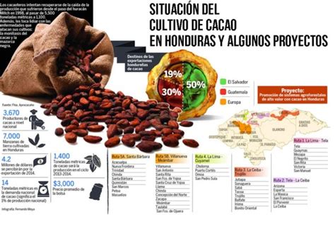 Potencian Siembra De Cacao En Honduras Para Cosecha 2014 15