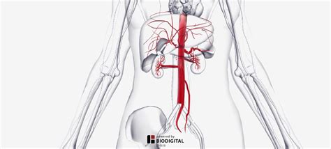 Labeling Abdominal Arteries Diagram Quizlet