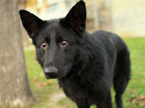 Pound Dogs: Noir - Black German Shepherd mix