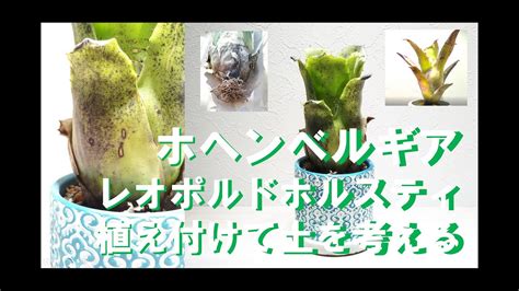 ホヘンベルギアの抜き苗植付けレオポルドホルスティと用土無機水苔 YouTube