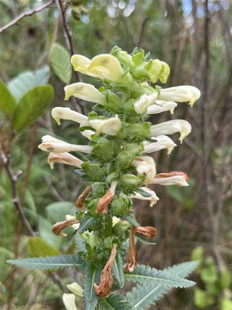 swamp lousewort in September 2023 by Brian · iNaturalist