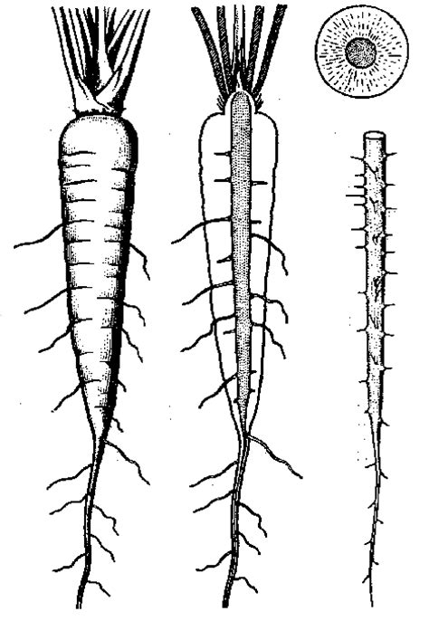 Carrot Plant Diagram