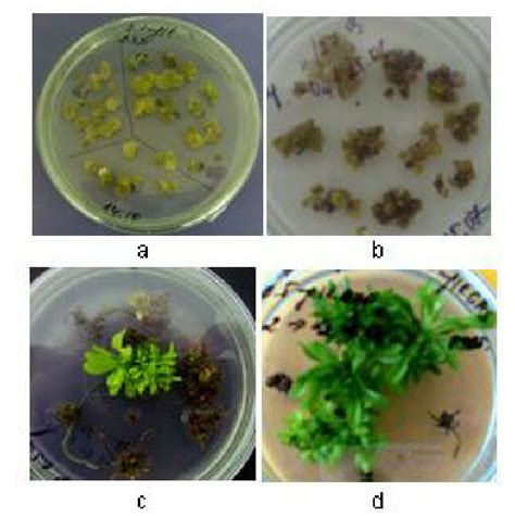 Callus Induction And Plant Regeneration From Leaf Explants Of A