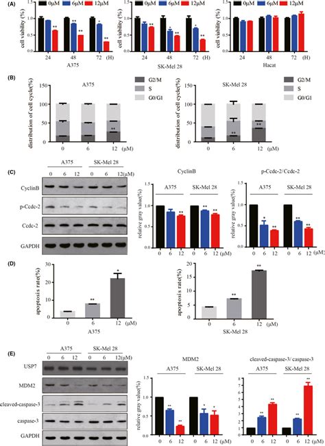 Pharmacological Inhibition Of Usp By P Inhibits Proliferation And