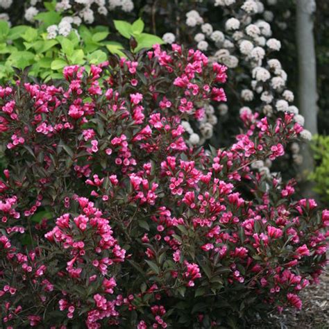 Wine And Roses® Weigela Florida Proven Winners