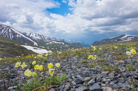 Arctic Tundra Plants - Gardenerdy