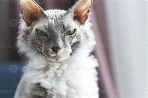 Portrait of Donskoy Sphynx cat at home 16237907 Stock Photo at Vecteezy