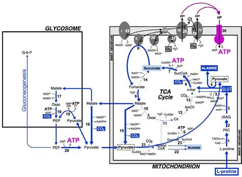 Schematic Representation Of L Proline Metabolism In Procyclic T Brucei