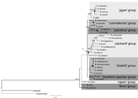 Bayesian Inference Phylogeny Based On S S And S Nodes With