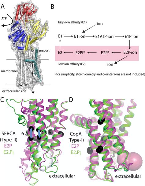 P-type ATPase structure, transport reaction, and subtype differences ...