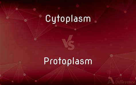 Cytoplasm vs. Protoplasm — What’s the Difference?