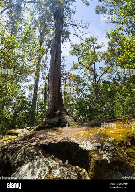 The Tree In The Rock Actually A Mature Karri Tree On A Granite