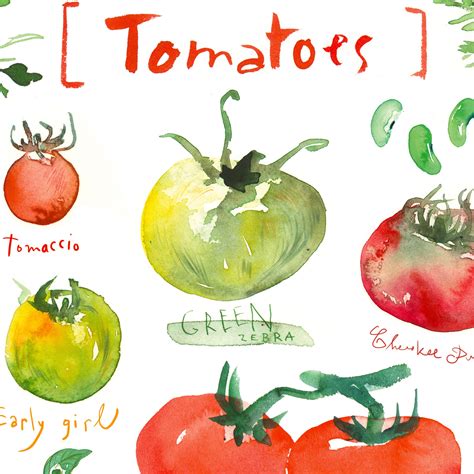 Tomato Chart Poster Vegetable Art Print Watercolor Painting Etsy