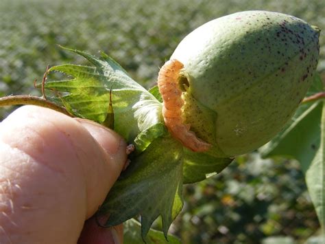 Corn Earworm Update Cotton And Soybean Virginia Ag Pest And Crop Advisory