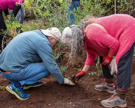 La Segunda de Cinco Plantaciones Demostraciones del Método Miyawaki fue