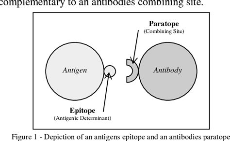 Antigen-Antibody Interaction | Semantic Scholar