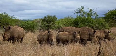 Manyoni Private Game Reserve Safaris Tours Packages And Lodging