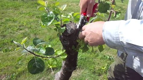 Working Over Apple Trees Result Of Brutal Pruning Youtube