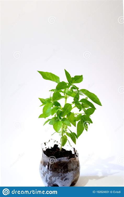 Planta De Albahaca En La Olla Aislada En El Espacio De Copia De Fondo