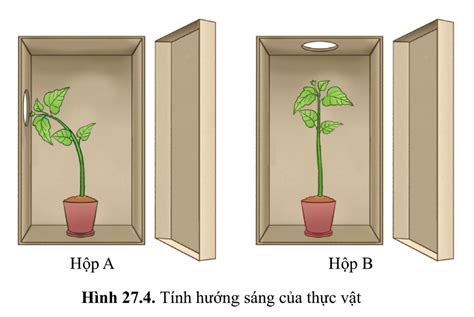 Lý thuyết cảm ứng ở thực vật sinh 7