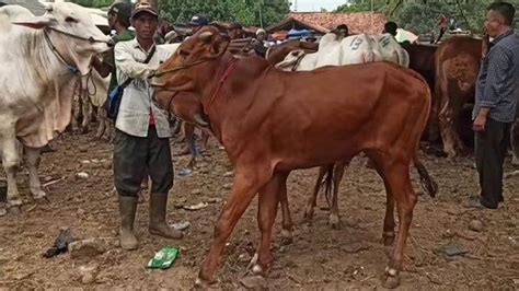 Waspada Penyakit Mulut Dan Kuku Ditemukan Di Kota Bekasi Sapi