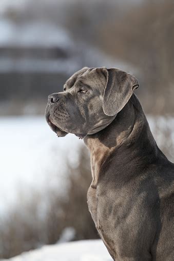 Beautiful Dog Breed Italian Cane Corso Stock Photo Download Image Now