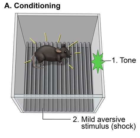 Fear Conditioning