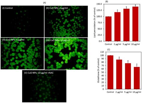 A ROS Level In HepG2 Cells Treated With CuO NPs In Presence Or