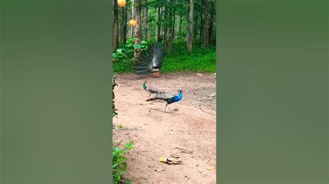 Amazing Peacocks Dance🦚🦚 Shorts Yt Viral Shortvideo Peacockdance