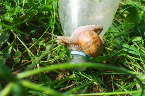 Snail With Horns Crawling Plastic Bottle Plastic Pollution Concept