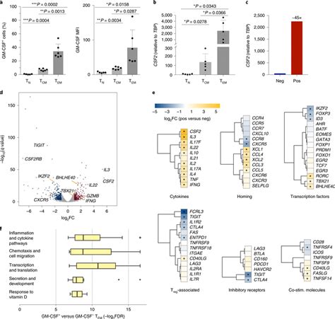 Transcriptomic Analysis Of GM CSF And GM CSF Cells A Overall Levels