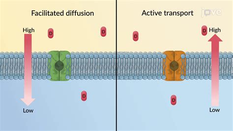 Drug Absorption Mechanism Carrier Mediated Membrane Transport