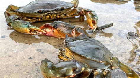 GIANT MUD CRAB Catching In Dark Mud At The Mangroves Forest Easy