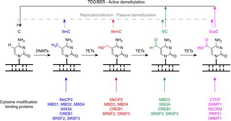 Nucleic Acid Modifications In Regulation Of Gene Expression Cell