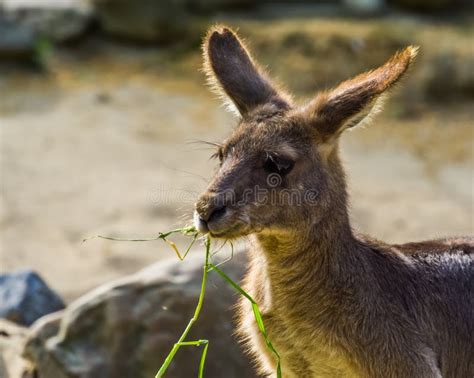 Kangaroo Eating Grass. stock photo. Image of wilderness - 22870350