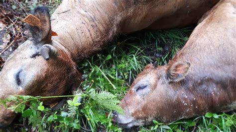 Mata Cuatro Vacas A Tiros En La Zona De Parana En Lena El Comercio