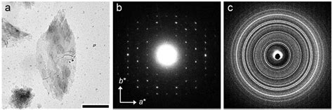 34 A Tem Image Of V Amylose Complexed With 1 Naphthol Scale Bar 1