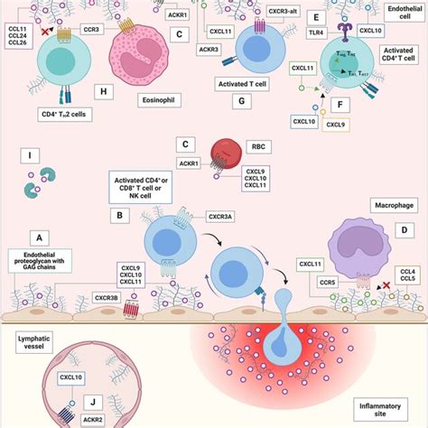 Schematic Representation Of The Effects Of Targeting The IFN Inducible