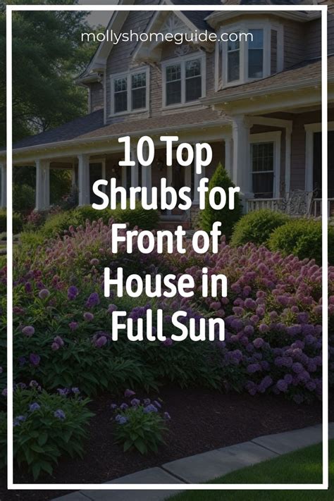 10 Top Shrubs For Front Of House In Full Sun In 2024 Full Sun