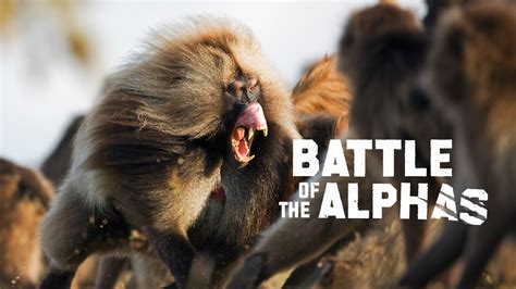 Watch Battle Of The Alphas Season 2 Episode 1 Online Stream Full Episodes