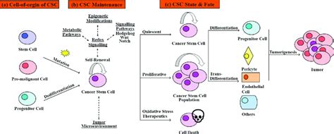 Cancer Stem Cell Origin State And Fate A Cscs May Arise From The