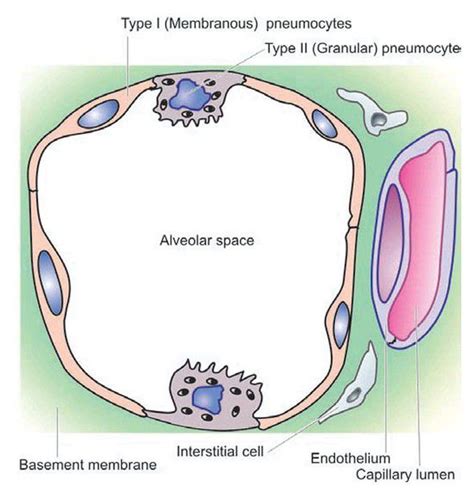 Histologic Structure Of Alveolar Wall Alveolar Septa Medizzy