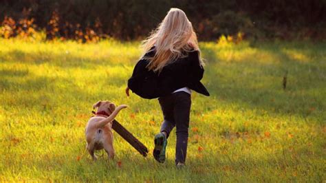 Cu Ndo Es El Momento Ideal Para Sacar A Pasear A Un Cachorro