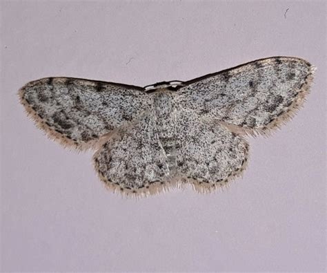 Idaea Camparia Geometridae Butterflies Of Crete