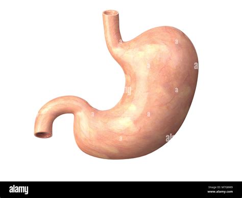 Menschlichen Magen auf weißem Hintergrund Anatomie 3D Darstellung