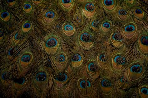 Premium Photo Vibrant Peacock Feather Backdrop