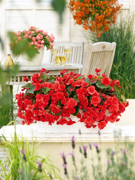 Begonia Elatior Solenia® Red Benary